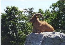 A mountain goat (not a sculpture)