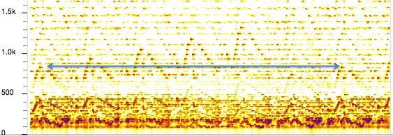 canon sonogram